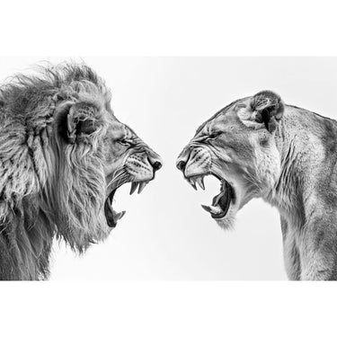Lion Lioness Canvas